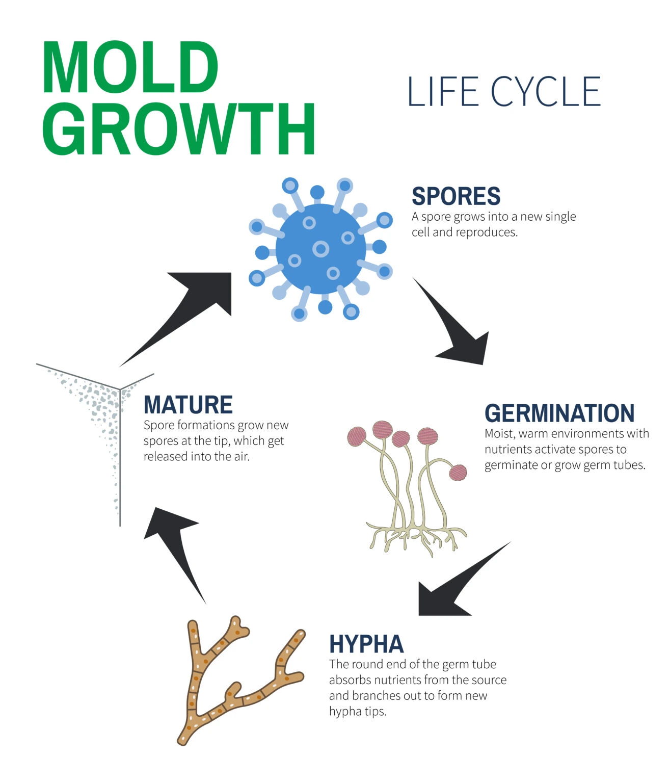 Mold lifecycle